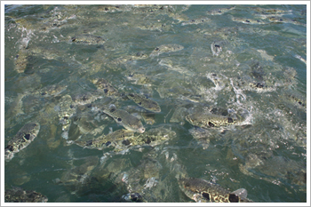 養殖魚に天然ミネラル成分を補給